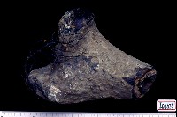 藏品(犀腿骨化石)的圖片